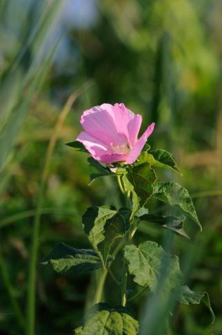 rnn57-rnn_courant_dhuchet_003